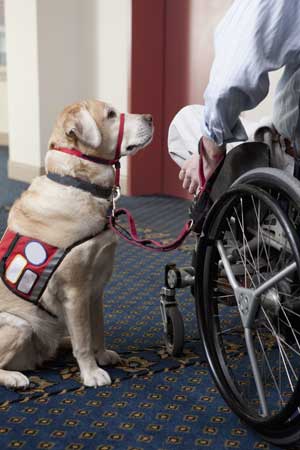a photo of a service dog, a yellow lab, wearing a harness
