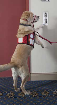 a photo of a service dog tethered to a man's wheelchair on a winter day